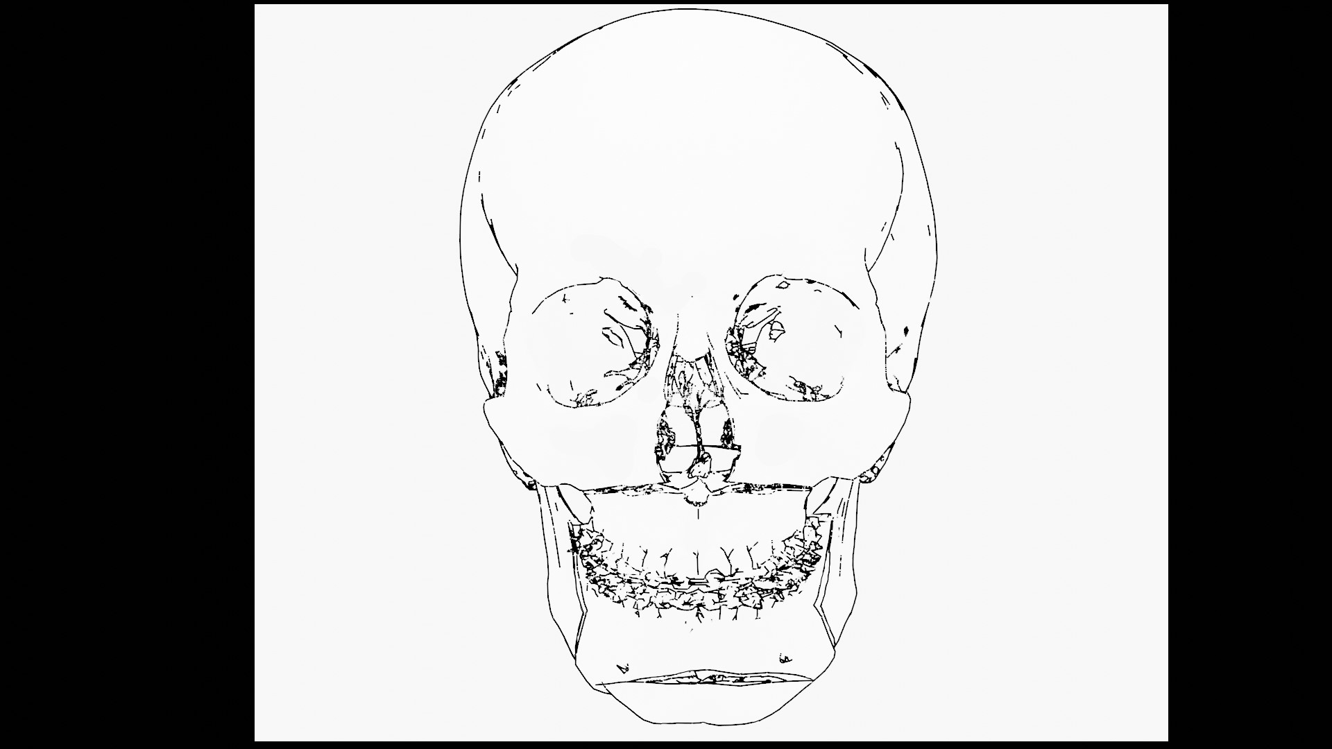 Modèle de crâne