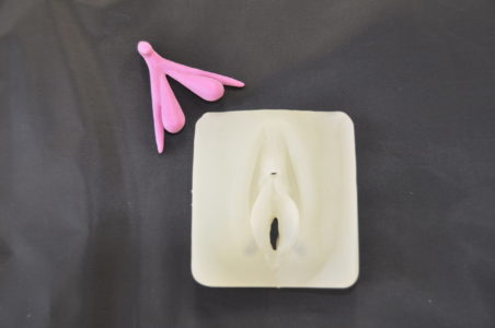 Modèle anatomique de vulve avec clitoris imprimé en 3D