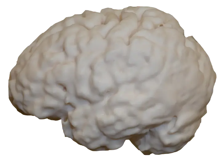Modèle anatomique de cerveau