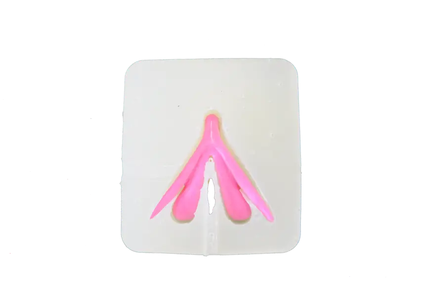 Clitoris amovible et modèle translucide
